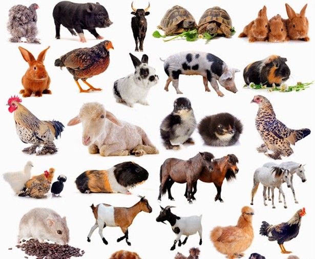 Pet World